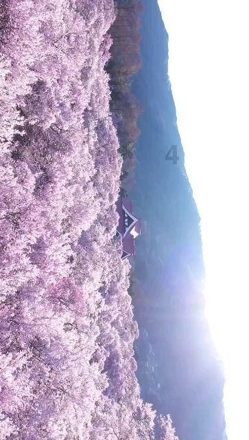 伊卡洛斯之子